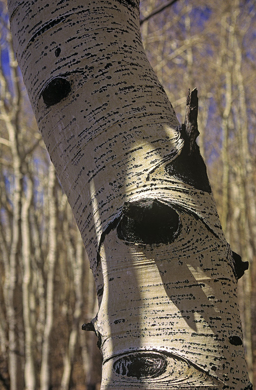 Aspen Symmetry