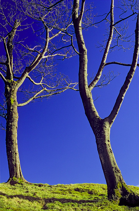 Tree Graphics