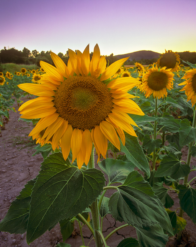 Sun Flower