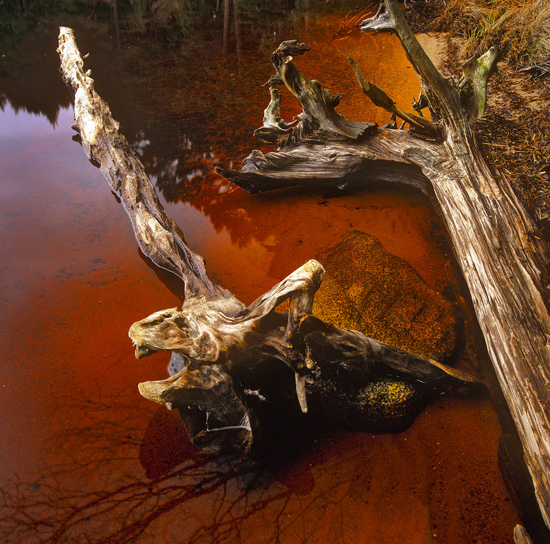 Bloody Remnants