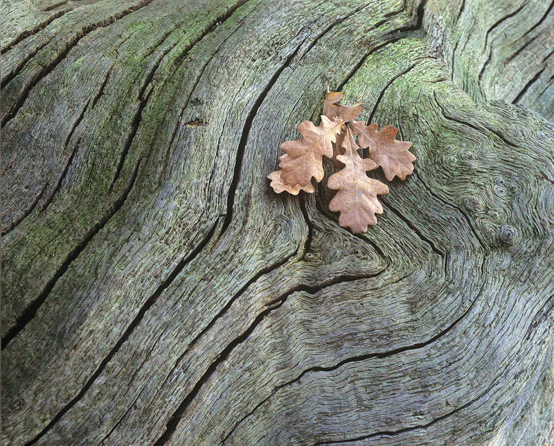 Muscle Oak