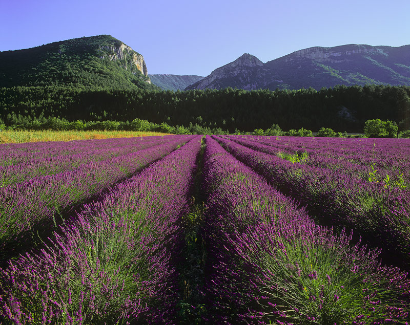 Fragrant Convergence