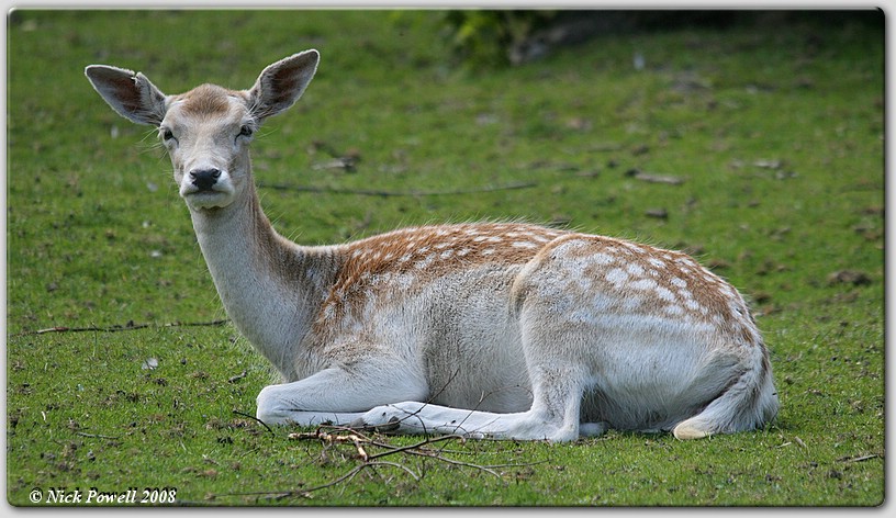 Fallow Deer @ 403mm 1/500s f/6.3 iso 400