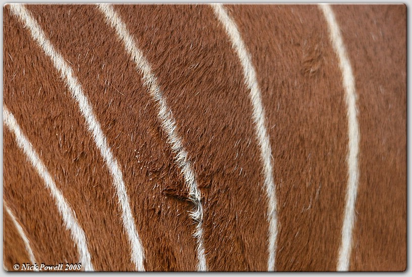 Eastern Bongo (Tragelaphus eurycerus isaaci)