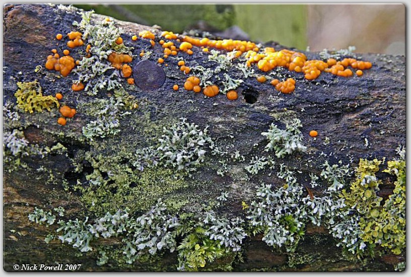 Coral Spot Fungus and Lichen