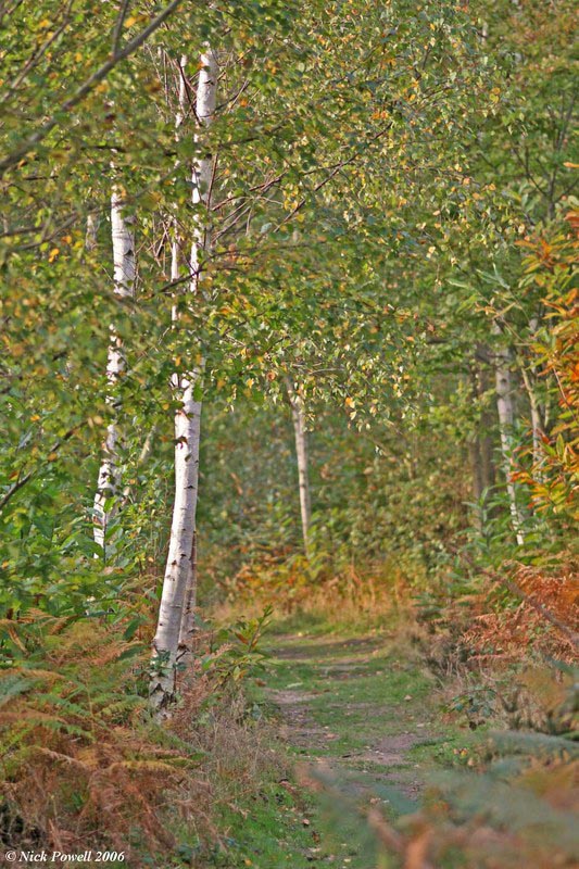 East Blean Woods 2