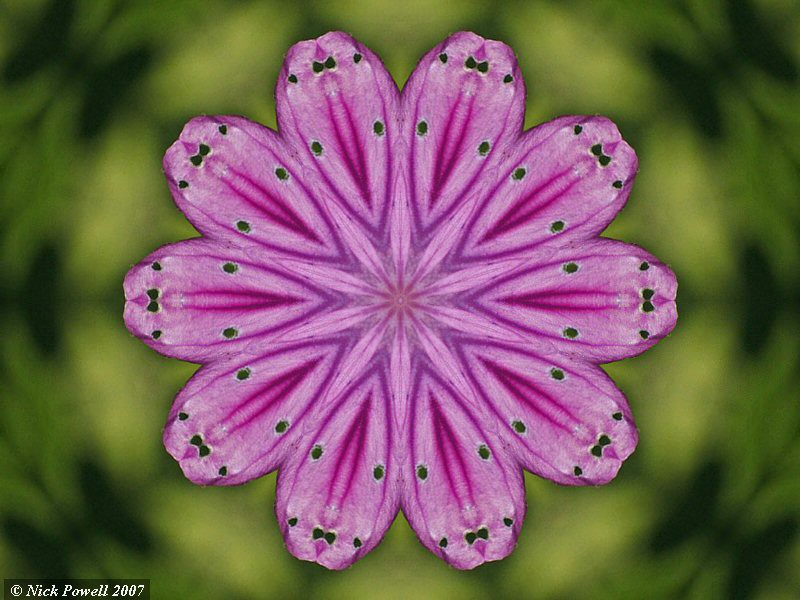 Purple Flower Kaleidoscope