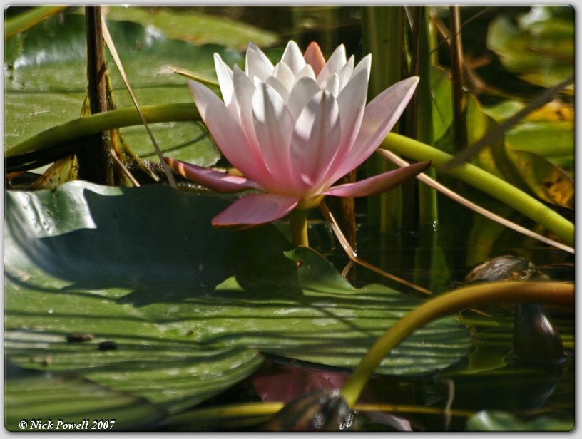 Water Lily