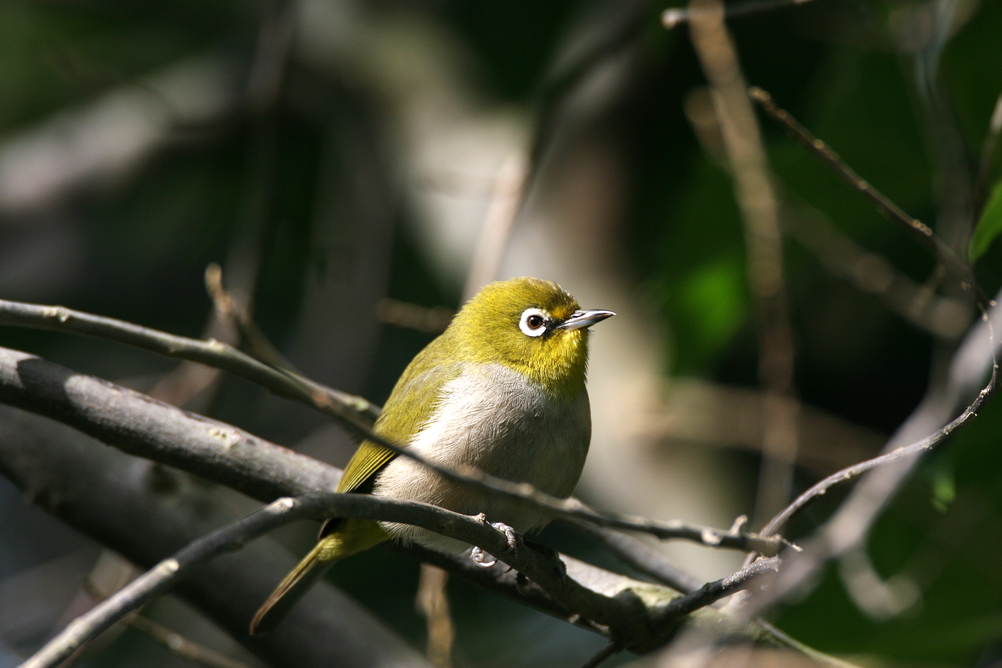 Cape White Eye