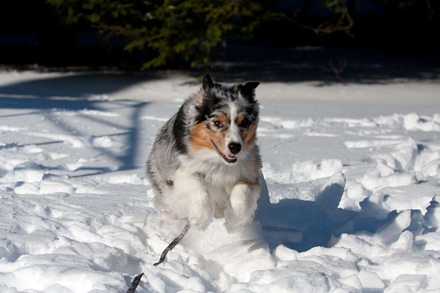 Ash in the snow