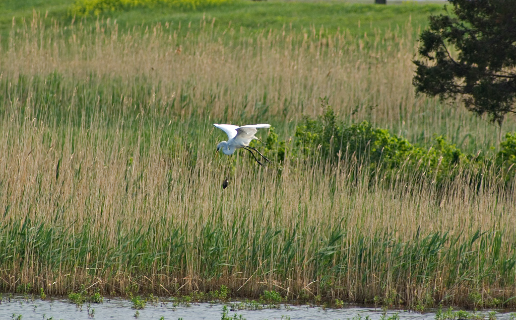 Great Egret Dropping Dinner