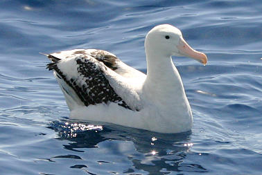 o6/02/778102/1/82678337.XouH6869.BIRDSwanderingalbatross.jpg