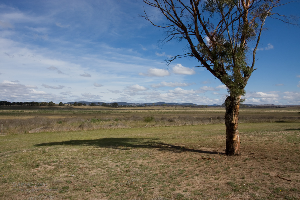 4063 Lone Tree And Shadow