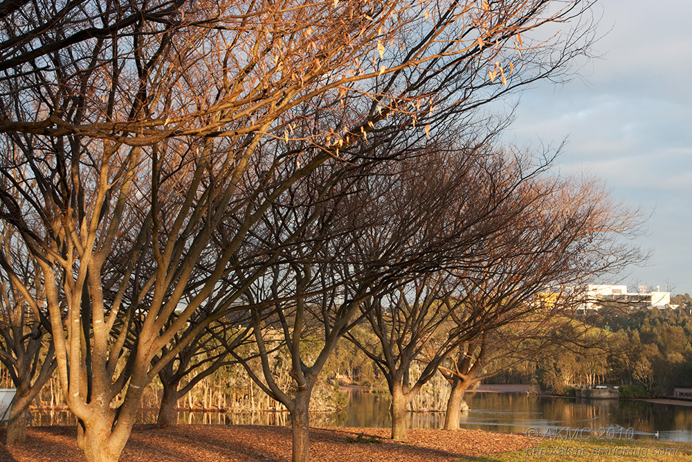100725_072356_9071 Winter Trees, Morning Light (Sun 25 Jul 10)