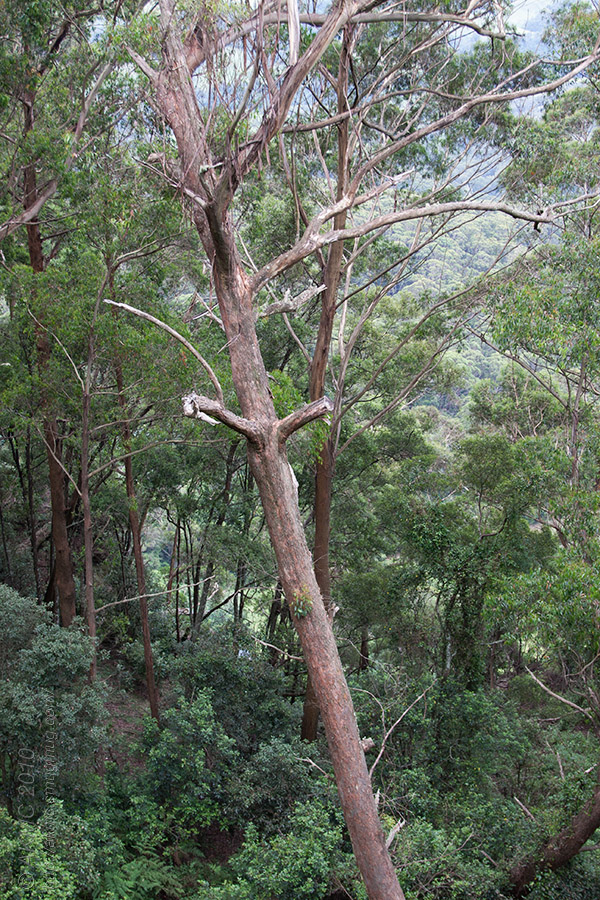 12500 Tilted Timber