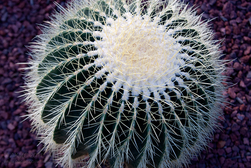 17761 Golden Barrel Cactus I