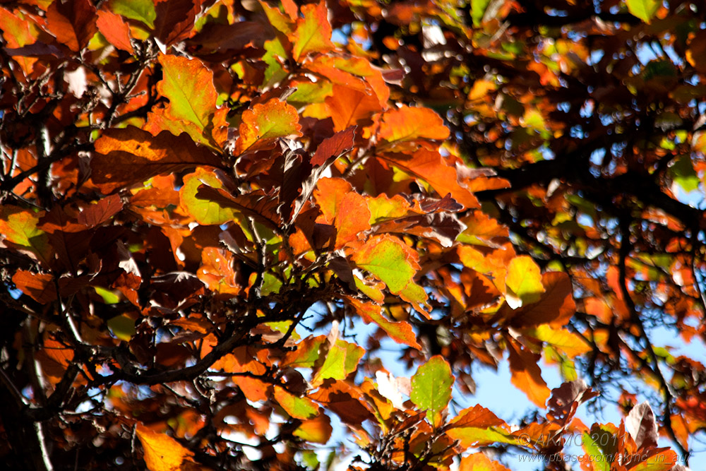 18247 10:47 Day 2 - Light Through The Autumn Leaves