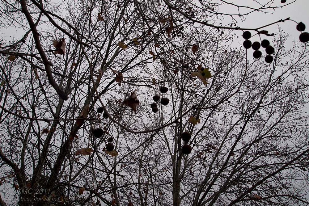 110613_083404_6134740 A Touch Of Winter (Mon 13 Jun)