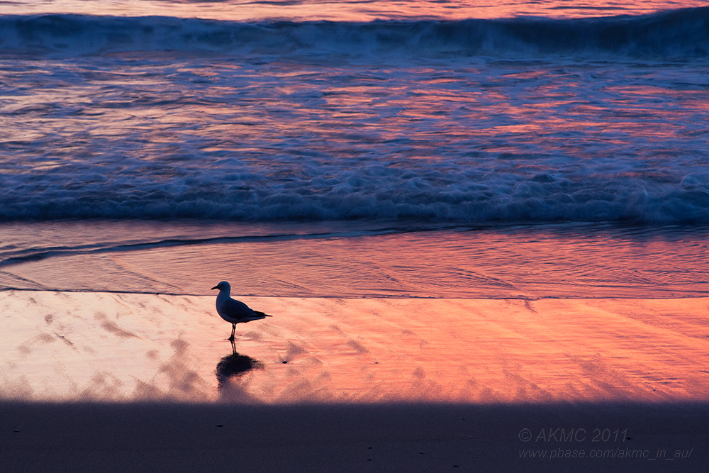 14895 Surf, Sunrise, Seagull