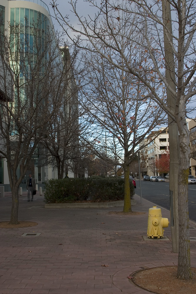 0869 Canberra In Autumn