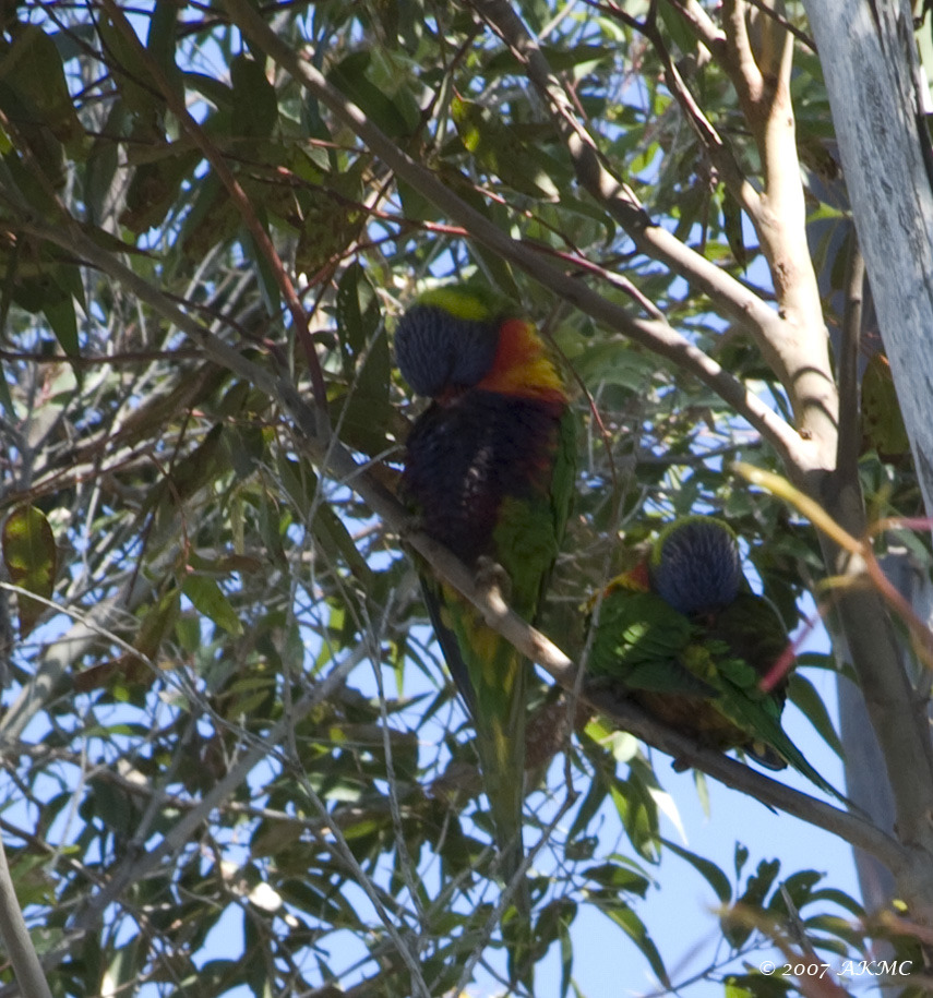 2423 Rainbow Lorikeets