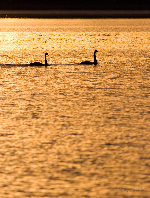 2341 Black Swans, Red Water