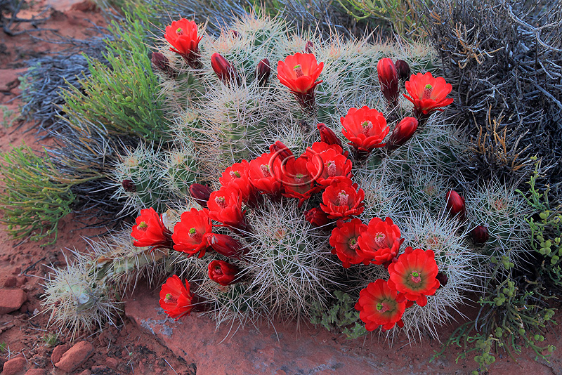 _30F4131Cactus flowers.jpg