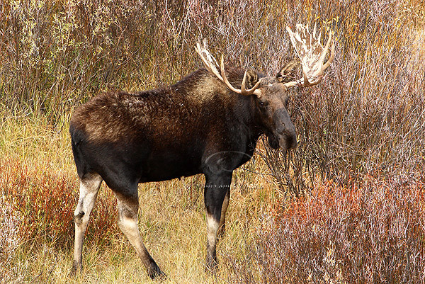 0C9K3878 Tetons Sept24-07.jpg