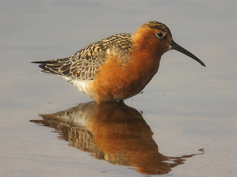 Spovsnäppa - Curlew Sandpiper (Calidris ferruginea)