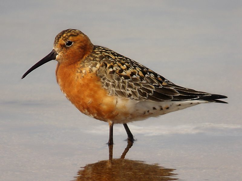Spovsnäppa - Curlew Sandpiper (Calidris ferruginea)