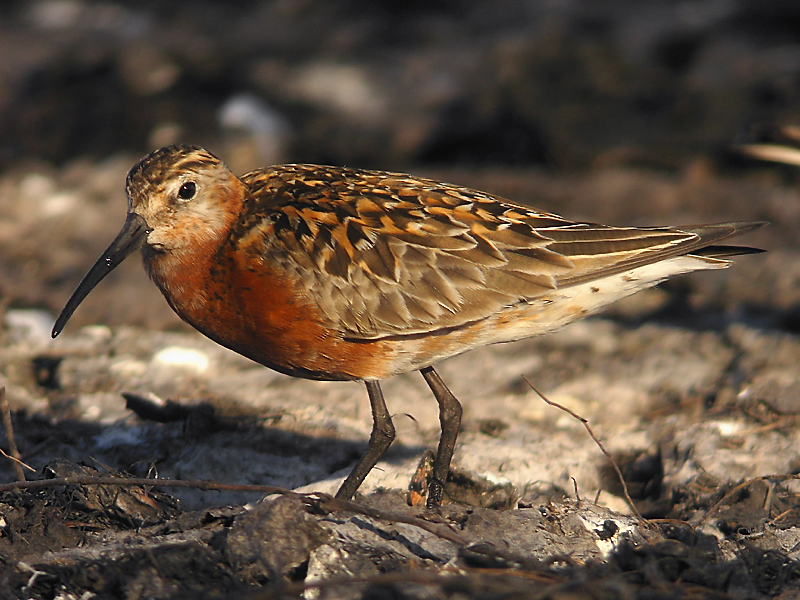 Spovsnäppa - Curlew Sandpiper (Calidris ferruginea)