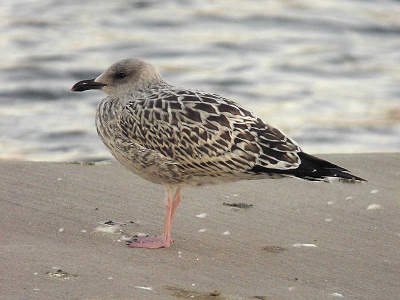 Grtrut - Herring Gull  (Larus argentatus)