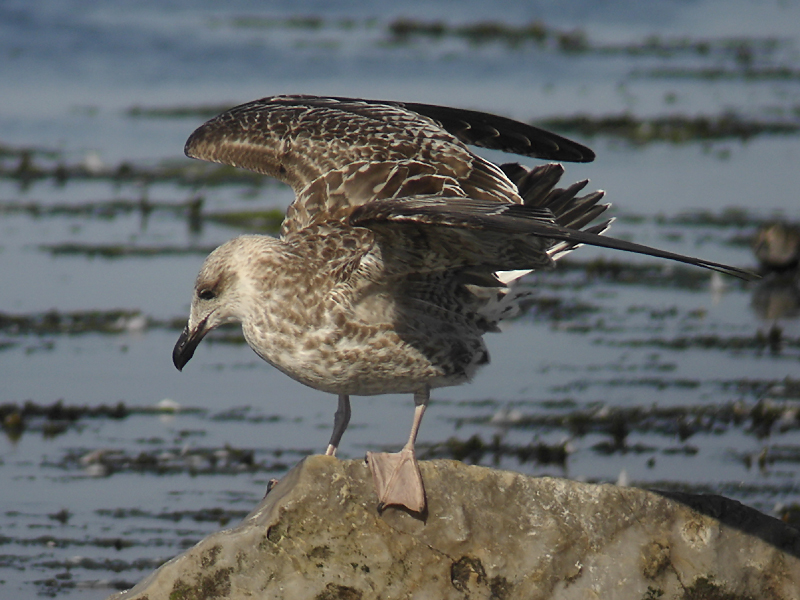 Medelhavstrut - Yellow-legged Gull (Larus michahellis)