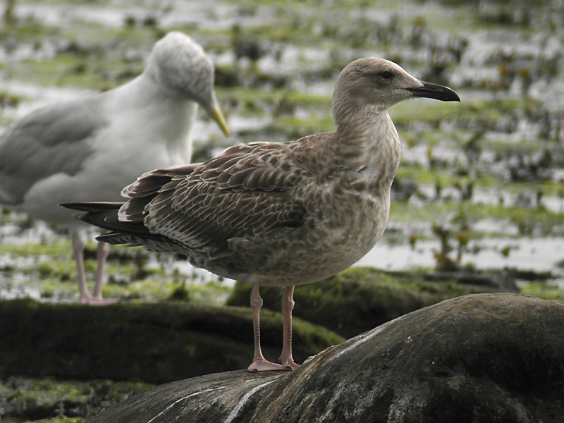 Kaspisk trut - Caspian Gull (Larus cachinnans)