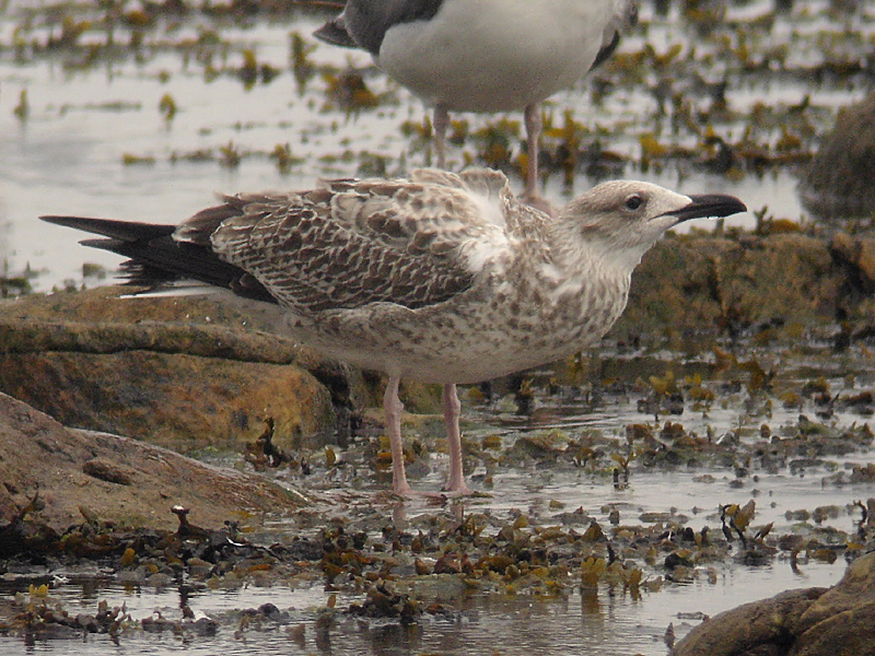 Kaspisk trut - Caspian Gull  (Larus cachinnans)