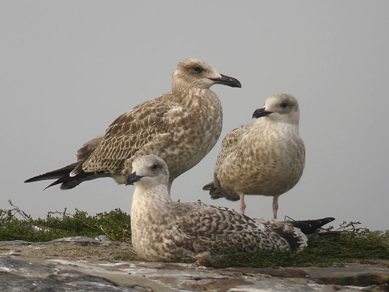 Kaspisk trut - Caspian Gull  (Larus cachinnans)