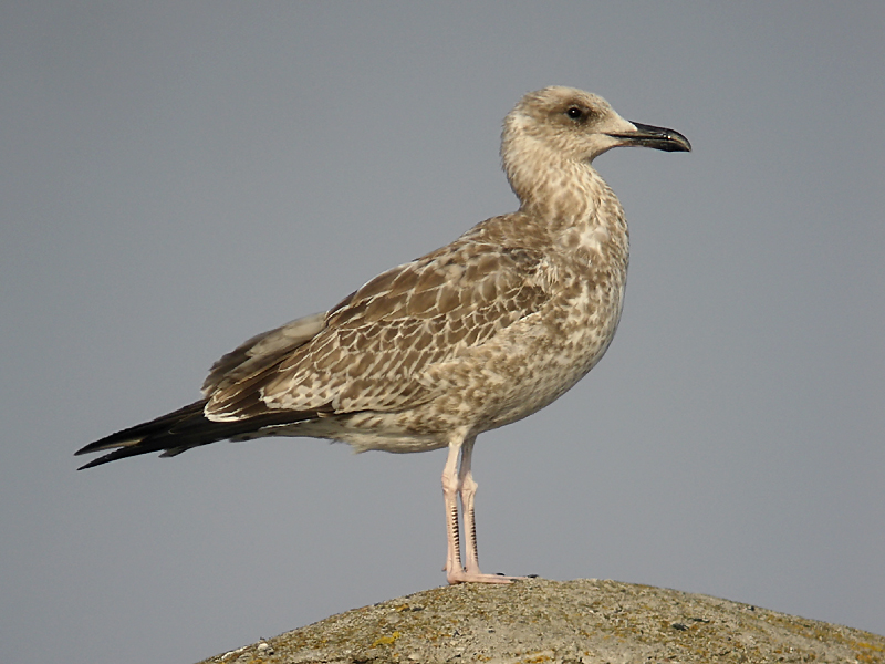 Kaspisk trut - Caspian Gull  (Larus cachinnans)