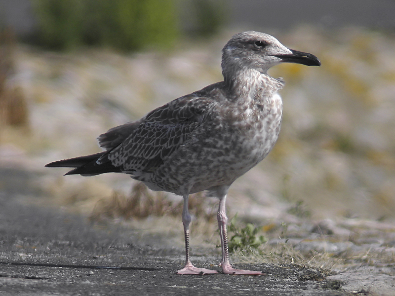 Kaspisk trut - Caspian Gull  (Larus cachinnans)