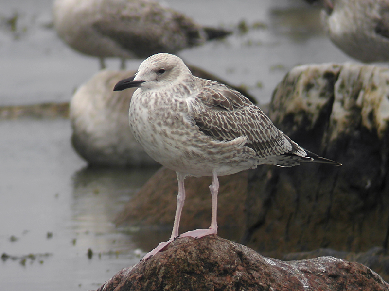 Kaspisk trut - Caspian Gull  (Larus cachinnans)