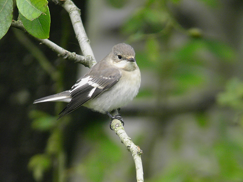 Halsbandsflugsnappare - Collared Flycatcher (Ficedula albicollis)