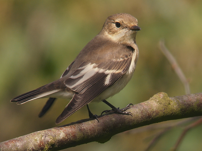 Halsbandsflugsnappare - Collared Flycatcher (Ficedula albicollis)