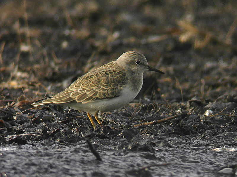 Mosnäppa - Temminck's Stint (Calidris temminckii)