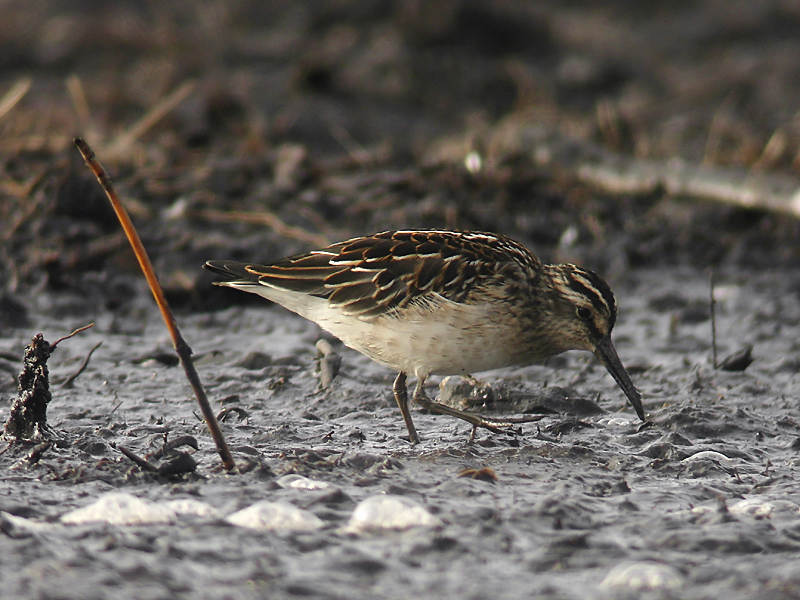 Myrsnäppa - Broad-billed Sandpiper (Calidris falcinellus)