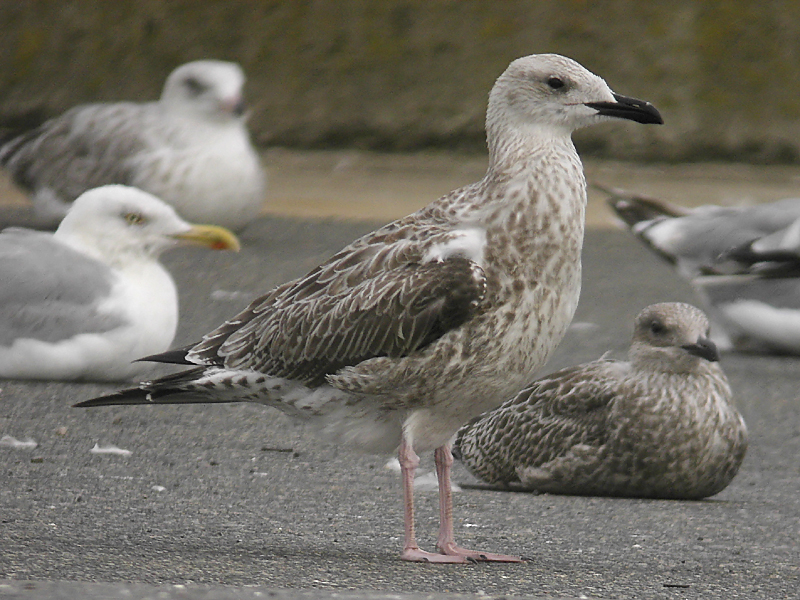 Kaspisk trut - Caspian Gull  (Larus cachinnans)