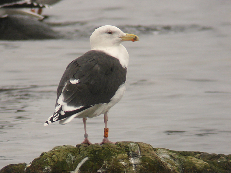 Havstrut - Great Black-backed Gull  (Larus marinus)