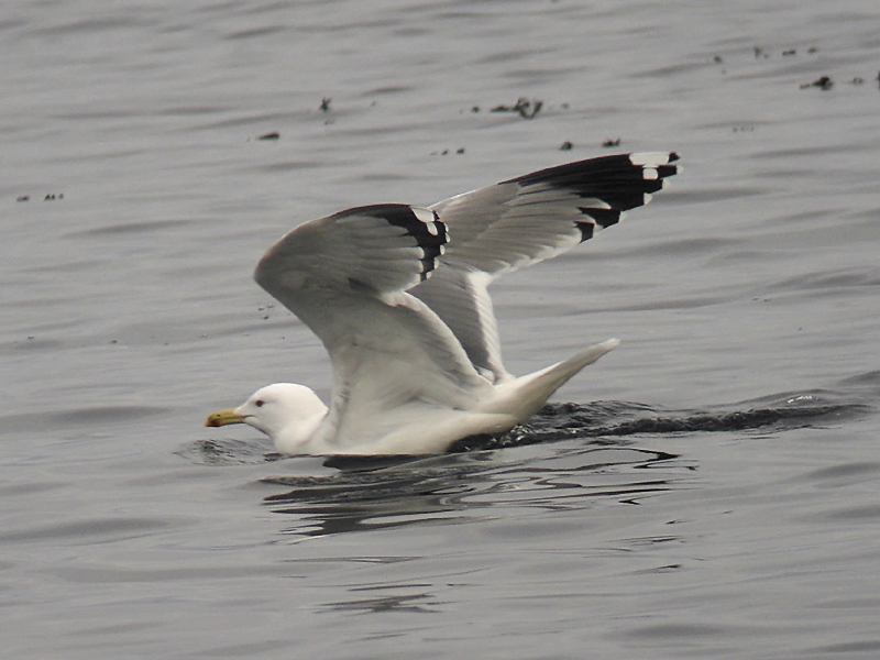 Kaspisk trut - Caspian Gull (Larus cachinnans)