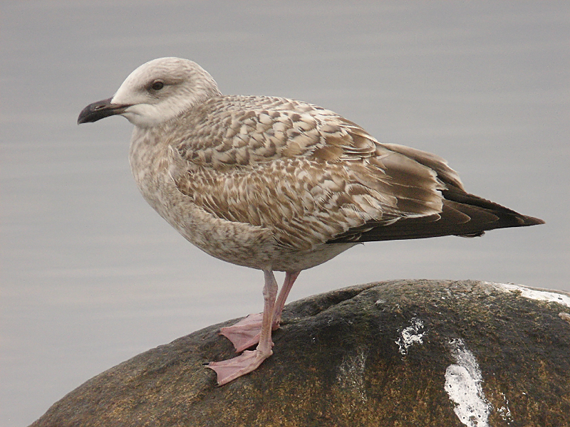 Gråtrut - Herring Gull (Larus argentatus)