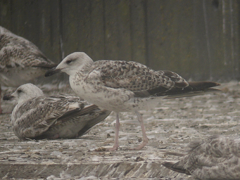 Medelhavstrut - Yellow-legged Gull  (Larus michahellis)