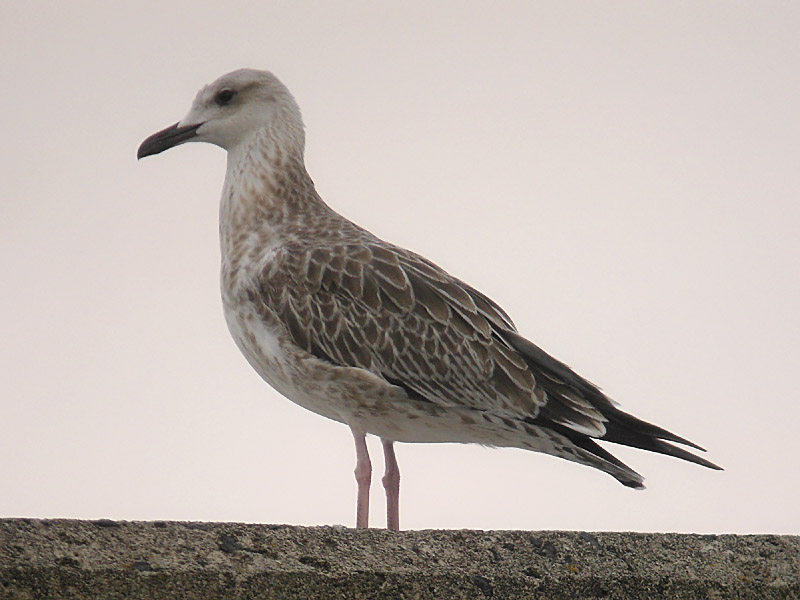 Kaspisk trut - Caspian Gull  (Larus cachinnans)