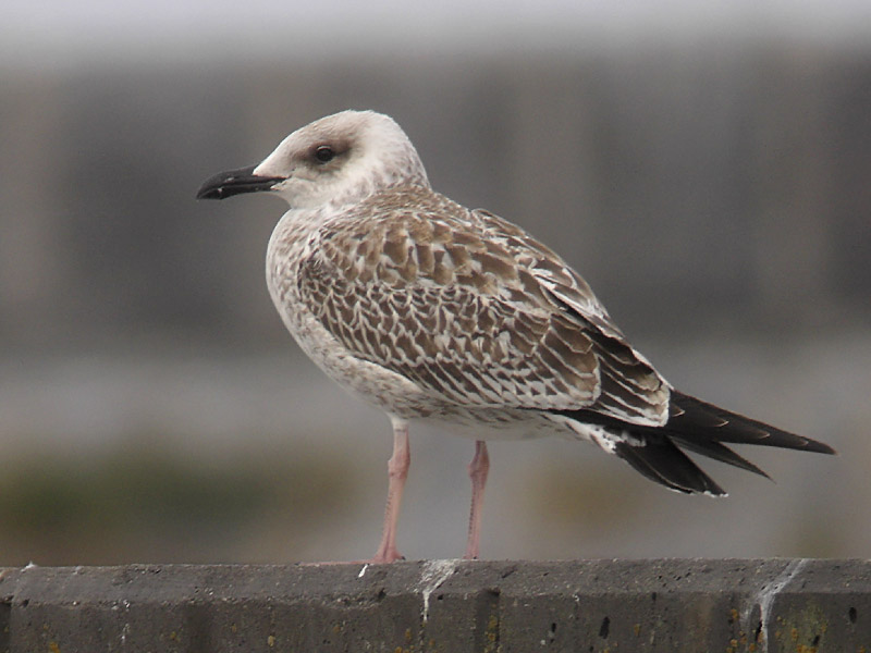 Medelhavstrut - Yellow-legged Gull  (Larus michahellis)